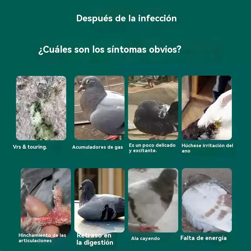 50%OFF🔥🕊️🕊️100 comprimidos, medicamento especial para palomas mensajeras, tratamiento 6 en 1 para palomas: ¡curación rápida, resultados significativos!