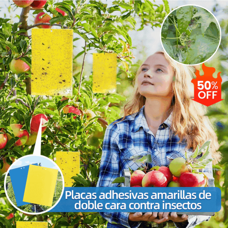 【60 piezas】Tablero adhesivo de insectos de doble cara amarillo