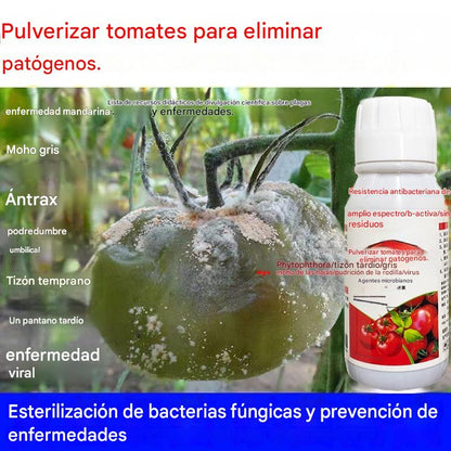 🍅🍎🍓🍓 La solución nutritiva para plantas promueve el agrandamiento de la fruta, aumenta su dulzura y aumenta el rendimiento.