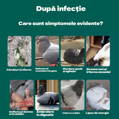 ✨【Kupte 1 a dostanete 1 zdarma】2 sady 470 Kč 🕊️🕊️100 tablet, speciální lék pro poštovní holuby, 6v1 léčba pro holuby - rychlé hojení, výrazné výsledky!
